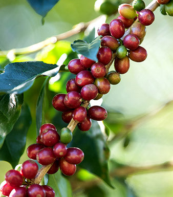 A branch with coffee cherries